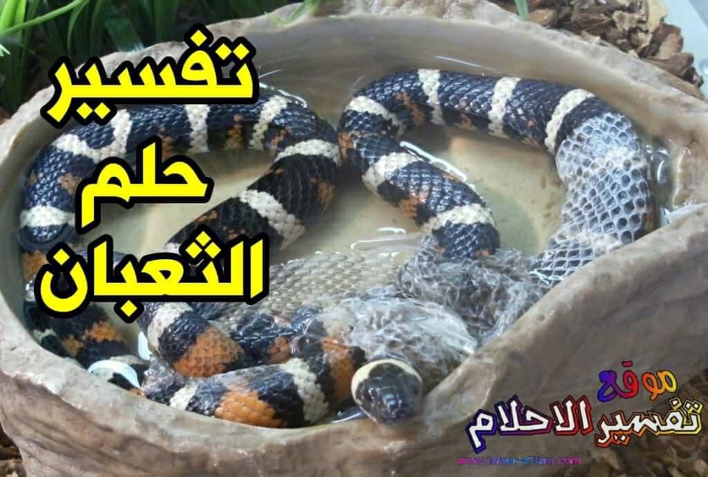 interpretation of the dream of a snake in a dream1626082984