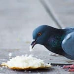 اطعام الطيور في المنام