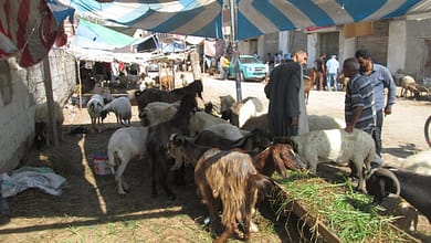 160608 سوق الاغنام بالعريش1397442316