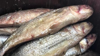 162272 فسيخ نبروه