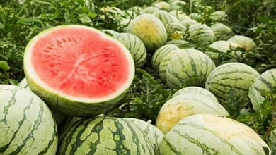 البطيخ في المنام1533792370
