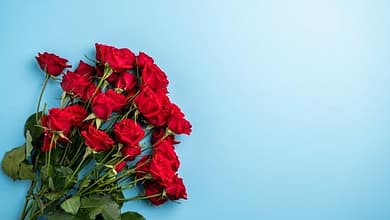 الورد الأحمر في المنام