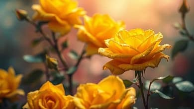 الورد الأصفر في المنام 696x3981564423688