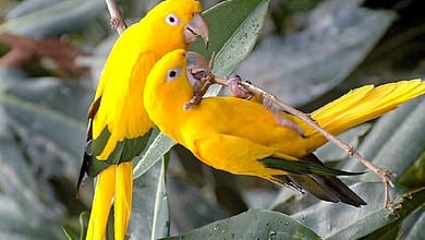 بغبغاء1761654665