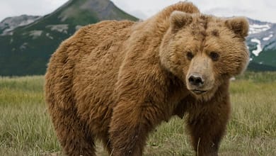 تفسير حلم الدب يطاردني1209581071