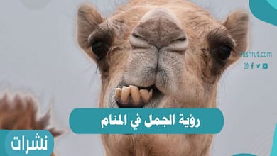 رؤية الجمل في المنام9687743368