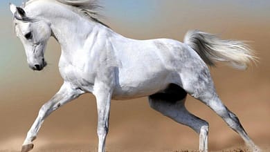 رؤية الحصان في المنام