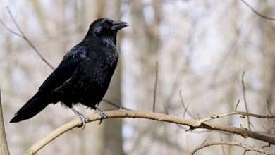 12291690917167047481335001743