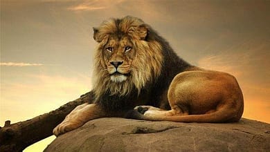 1371949479805.jpg663f1f3720a781949479805