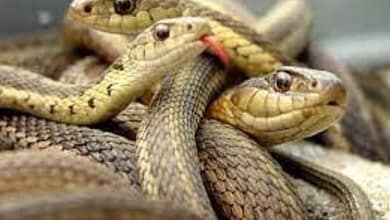 18059881204262024111511104710471445419423