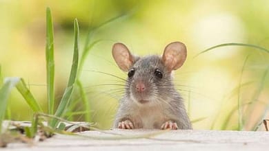 20006784771715840264930083542