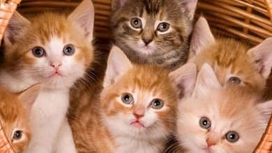 8696068017223635161067718022