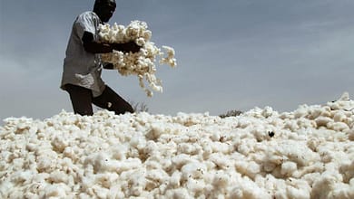 cotton in dream 03680569957