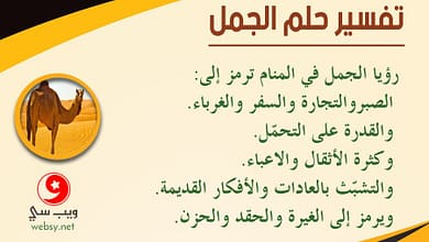 dream camel444034938