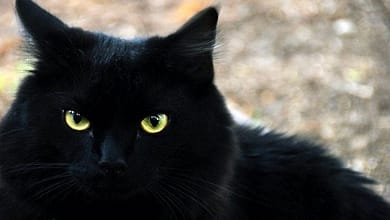 elaosboa492871236433082