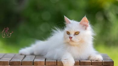 img 20240415 wa00971413530567