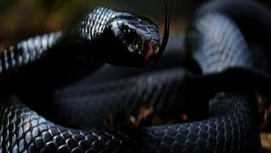 أفعى سوداء في المنام62460773