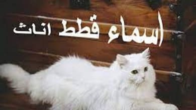 اسامي قطط2