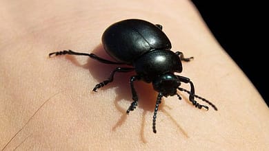 تفسير حلم الحشرات السوداء ف2025924268