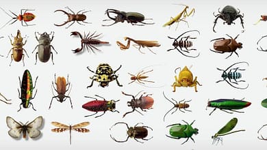 تفسير حلم الحشرات1731251861