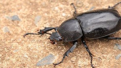 رؤية الحشرات في المنام للعزباء 22123905114