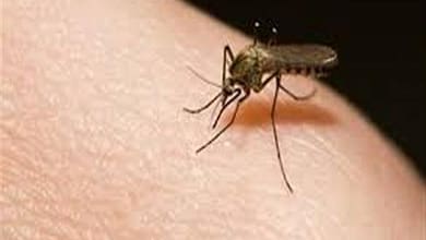 25d8 25ad 25d9 2584 25d9 2585 25d8 25ad 25d8 25b4 25d8 25b1 25d8 25a7 25d8 25aa 25d8 25b9 25d9 2584 25d9 2589 25d8 25ac 25d8 25b3 25d9 2585 25d9 258a1849816607.jpg6646db3cb670f1849816607