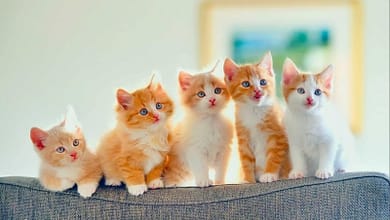 142226 25d8 25aa 25d8 25b1 25d8 25a8 25d9 258a 25d8 25a9 25d8 25a7 25d9 2584 25d9 2582 25d8 25b7 25d8 25b7 22092077635.jpg66424016e92b52092077635