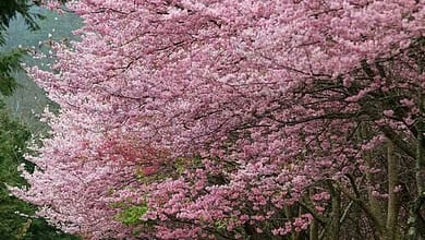 4f5e600e9cf765089f17cb73207b1dde1853288592