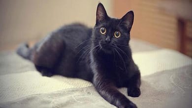 67724d70 ab64 4d8f b39d 15219211a5841005436392