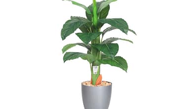 d4afe3b0 966d 44ac bfea c965c36a32c6104261676