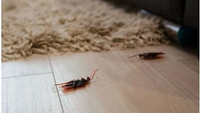 elaosboa37264106806410