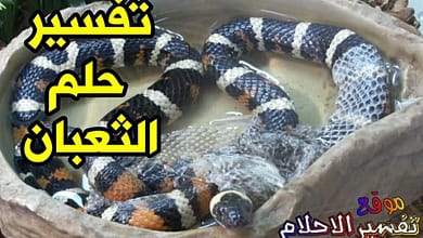 interpretation of the dream of a snake in a dream1626082984