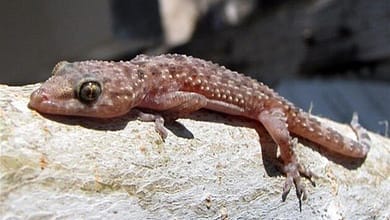 تفسير حلم الوزغ على الجسم453026837