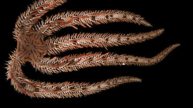 unlockin 1733735760793431793.jpg