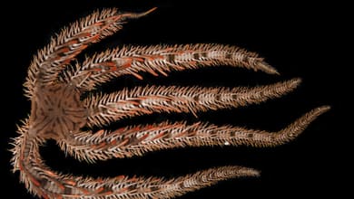 unlockin 1733735760793431793.jpg