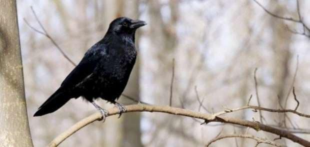 12291690917167047481335001743