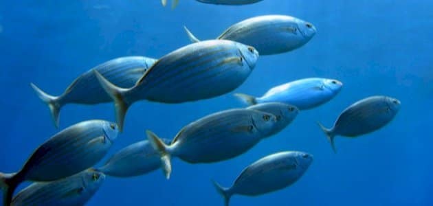 تفسير حلم السمك1035384264