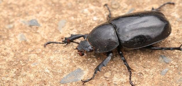 رؤية الحشرات في المنام للعزباء 22123905114