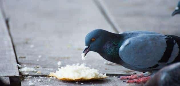 اطعام الطيور في المنام