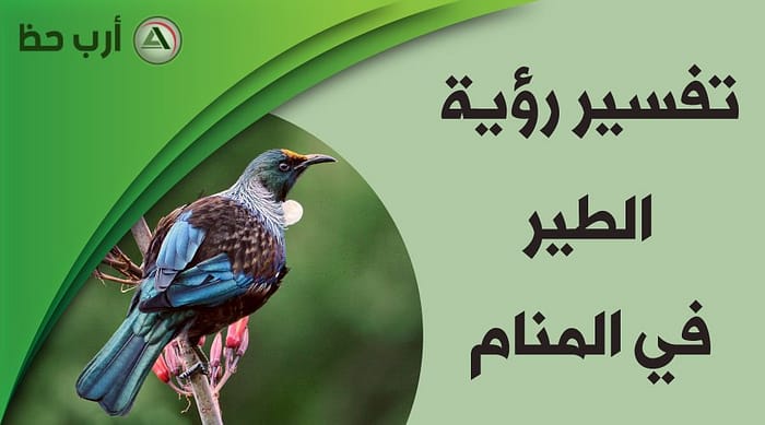 حلمت أني أطعم طيوراً: هل هو خير أم إضاعة مال؟ - هل حلم تقديم الطعام للطيور يعتبر خيرًا أم إضاعة مال؟