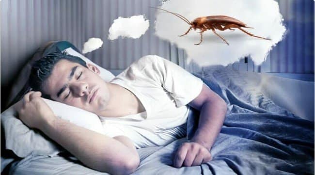 رؤية الحشرات في المنام للعزباء - استنتاج