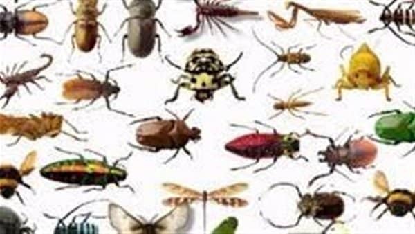 رؤية الحشرات في المنام في البيت - تفسير رؤية أنواع مختلفة من الحشرات